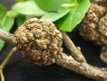 /album/fotogaleria-de-la-agrobacterium/images-1-jpg/